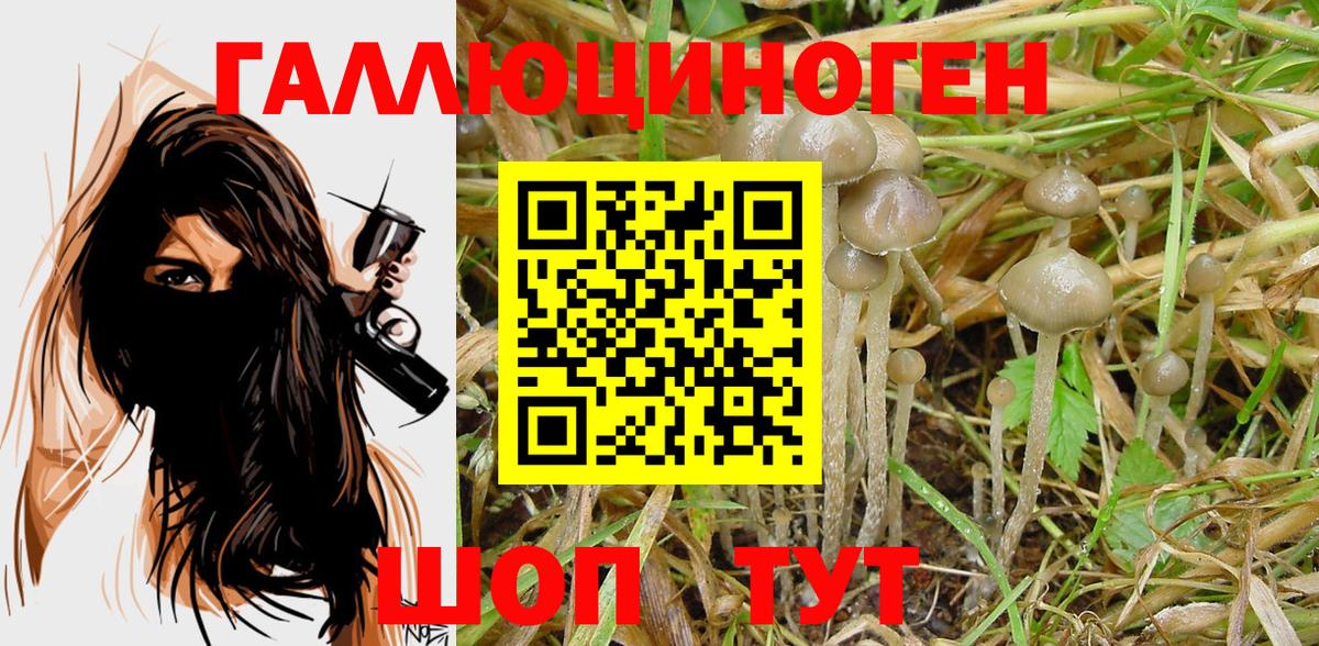 Галлюциногенные грибы Psilocybine cubensis Дагестанские Огни